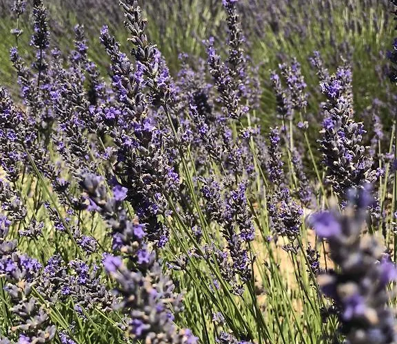 Les De La Gassende Ferienhaus *