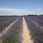 Les De La Gassende Nyaraló Riez