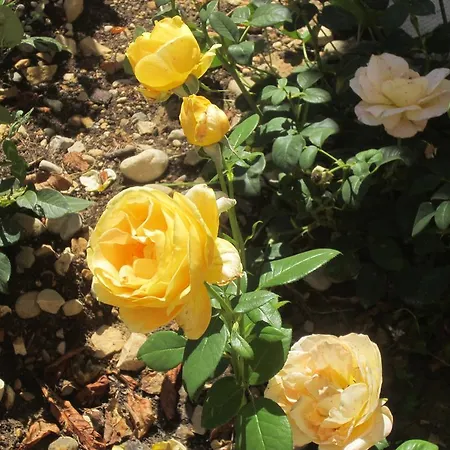 Les De La Gassende 펜션 리에