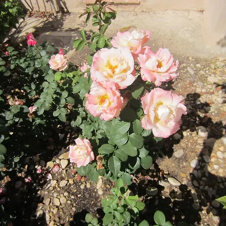 Les De La Gassende