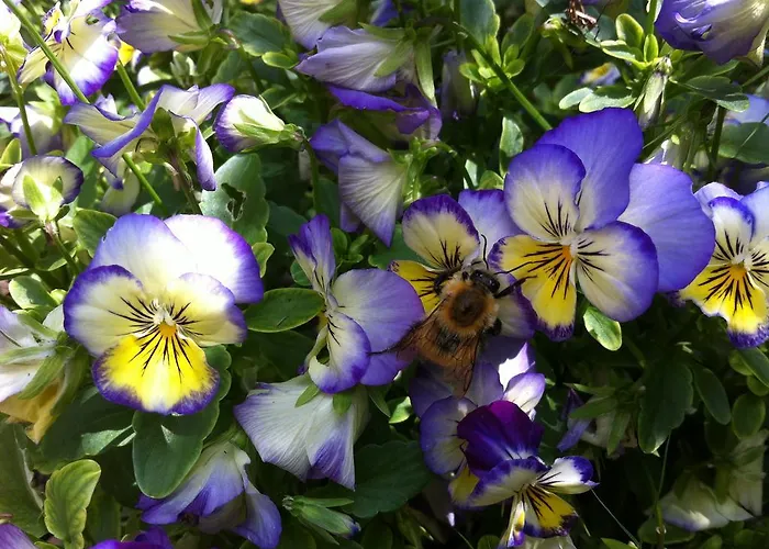 Vakantiehuis Les De La Gassende *